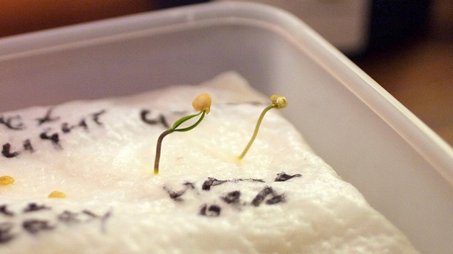 Check If Seeds Are Still Good To Plant With The Wet Paper Towel Test 