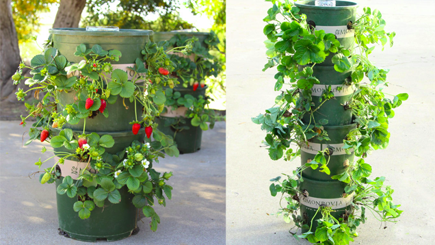 Make A Strawberry Tower With Built-In Water Reservoir