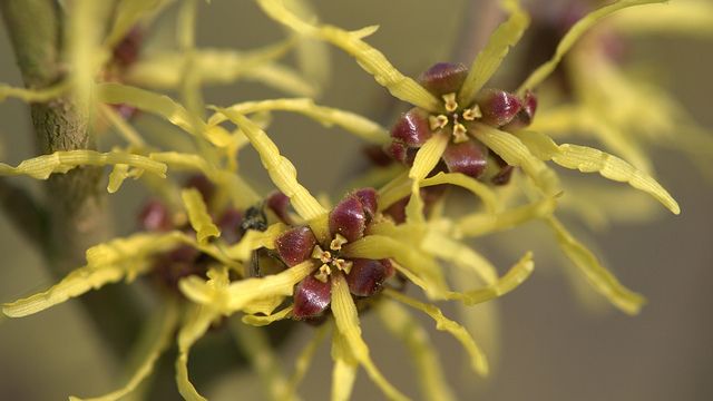 Heal Bruises Faster With Witch Hazel