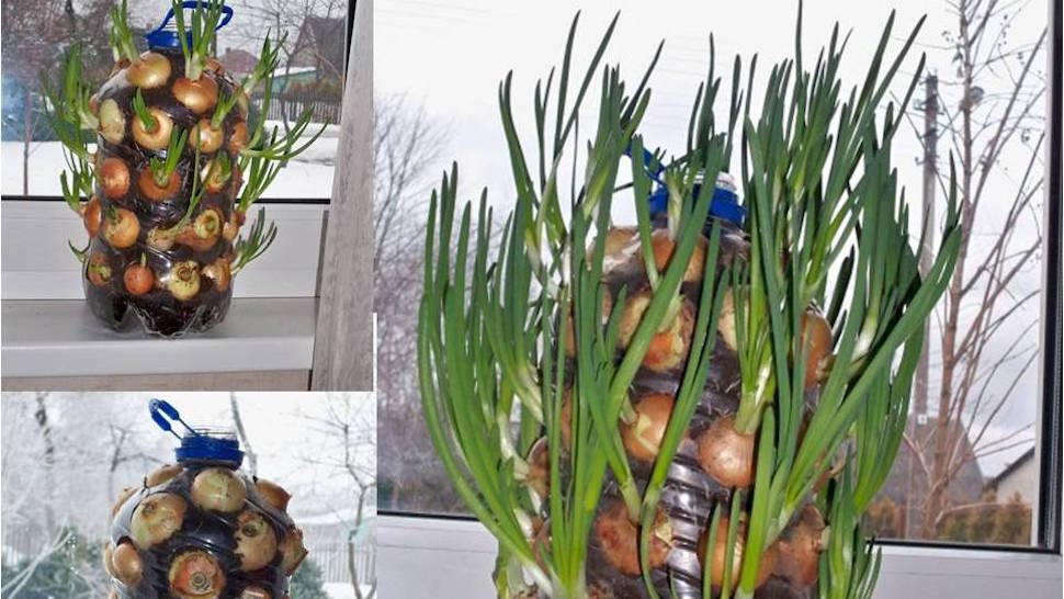 Grow Fresh Green Onions Any Time Of Year In A Plastic Bottle