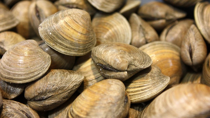 The Easiest Way To Shuck A Bunch Of Clams At Once