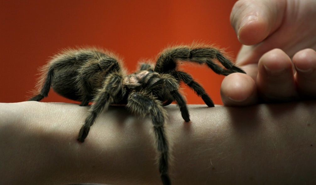 Eight Reasons You Shouldn’t Kill Spiders