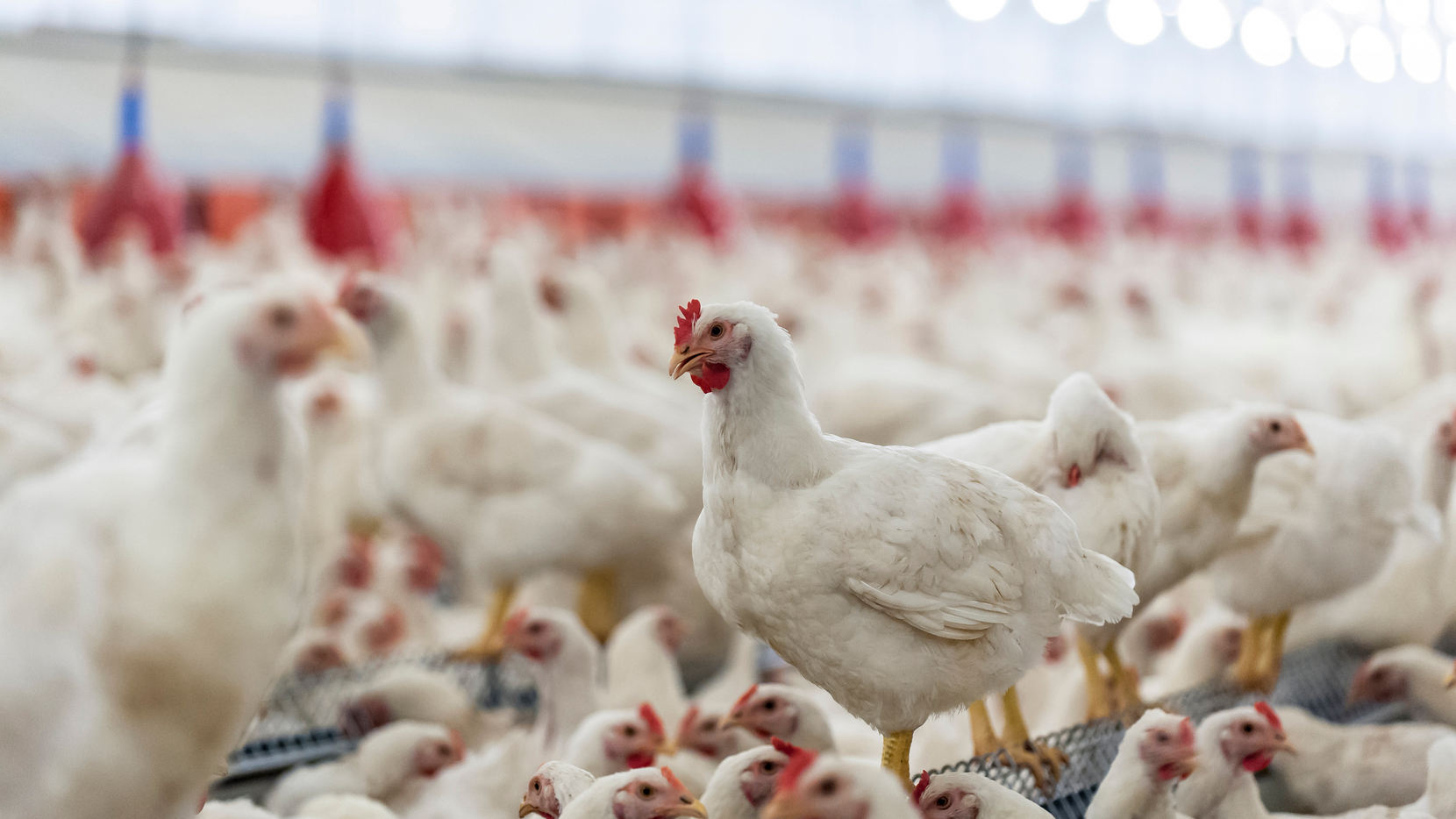 Are ‘Cage-Free’ Chickens Really Better Off?