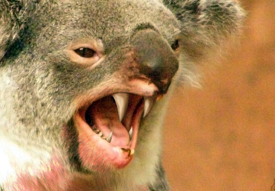 These Are The Worst Animals In Australia