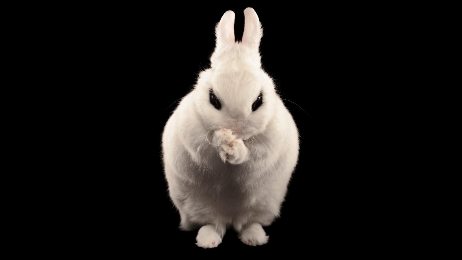 BadRabbit Is The Current Ransomware Scare Of The Week