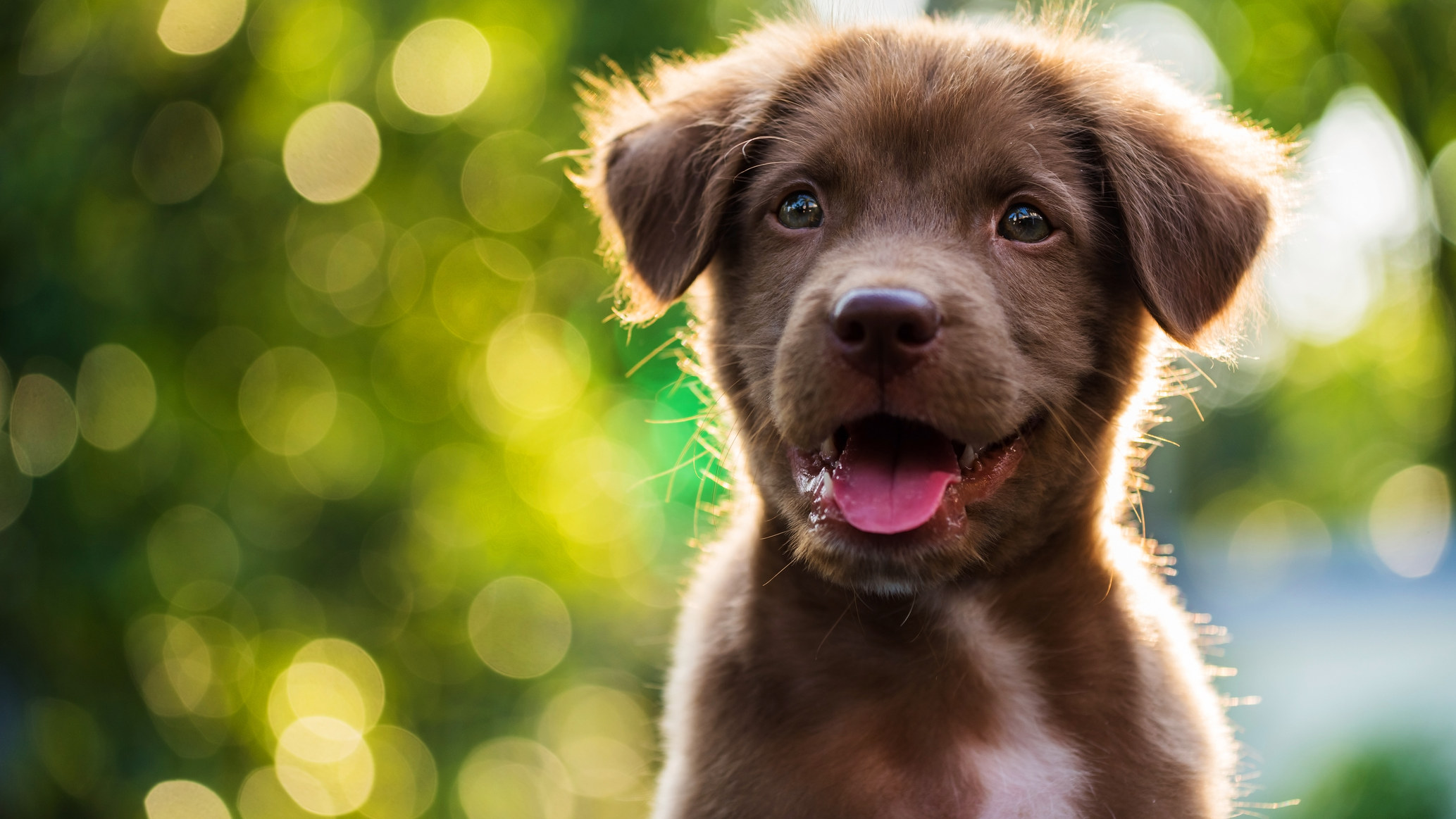 Health Issues To Watch Out For In 25 Popular Dog Breeds [Infographic]