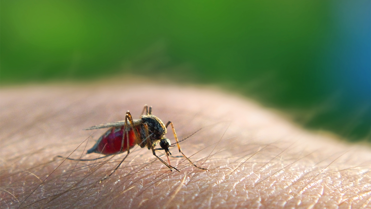 PSA: Feeding Mosquitoes Sugar Makes Them Less Likely To Bite