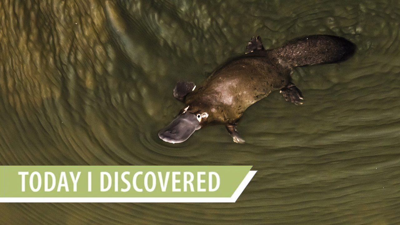 Today I Discovered How Platypuses Produce Milk Without Nipples