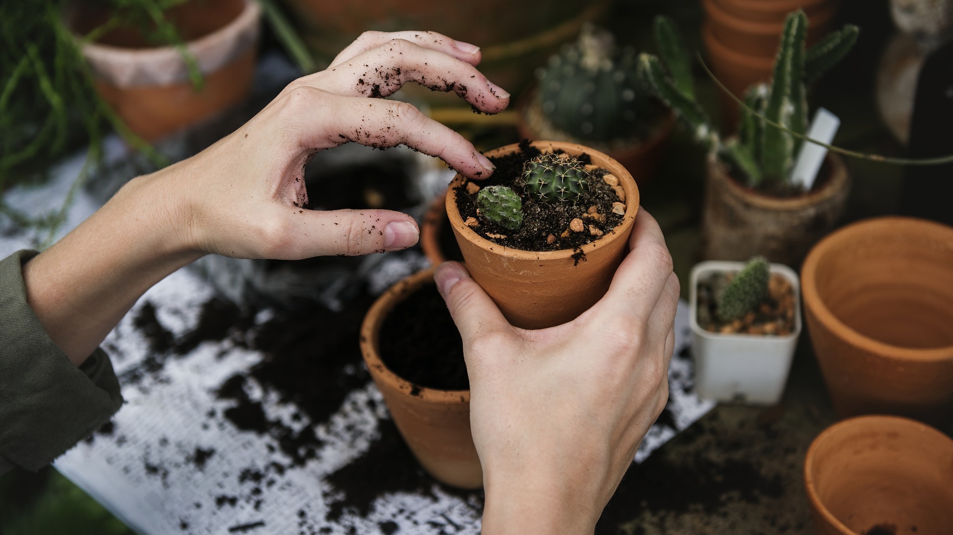 How To Repot Your Plants Without Killing Them