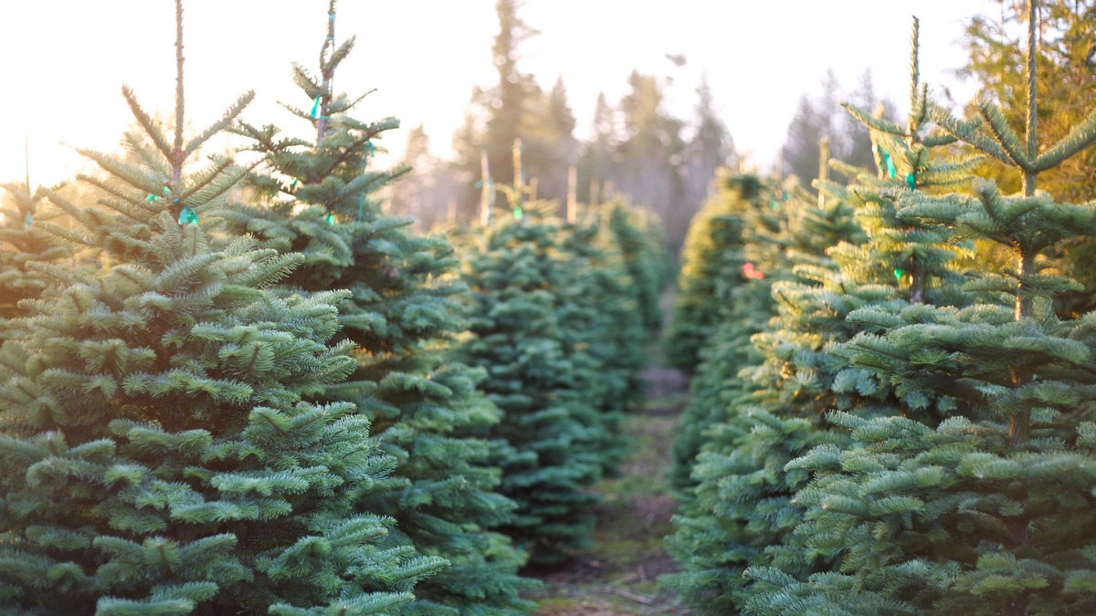 Where to Buy a Real Christmas Tree in Australia