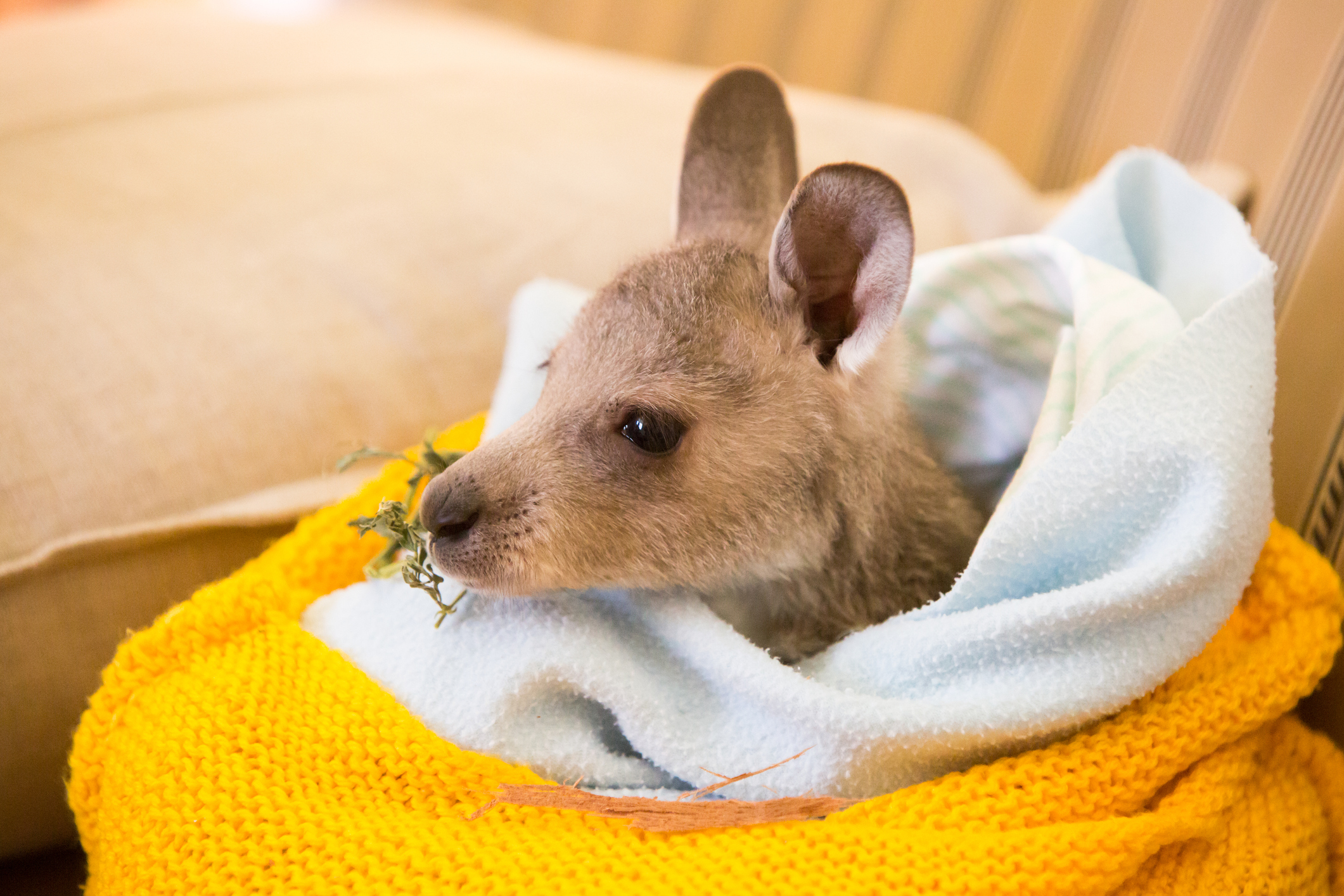 How To Sew Pouches For Injured Australian Wildlife