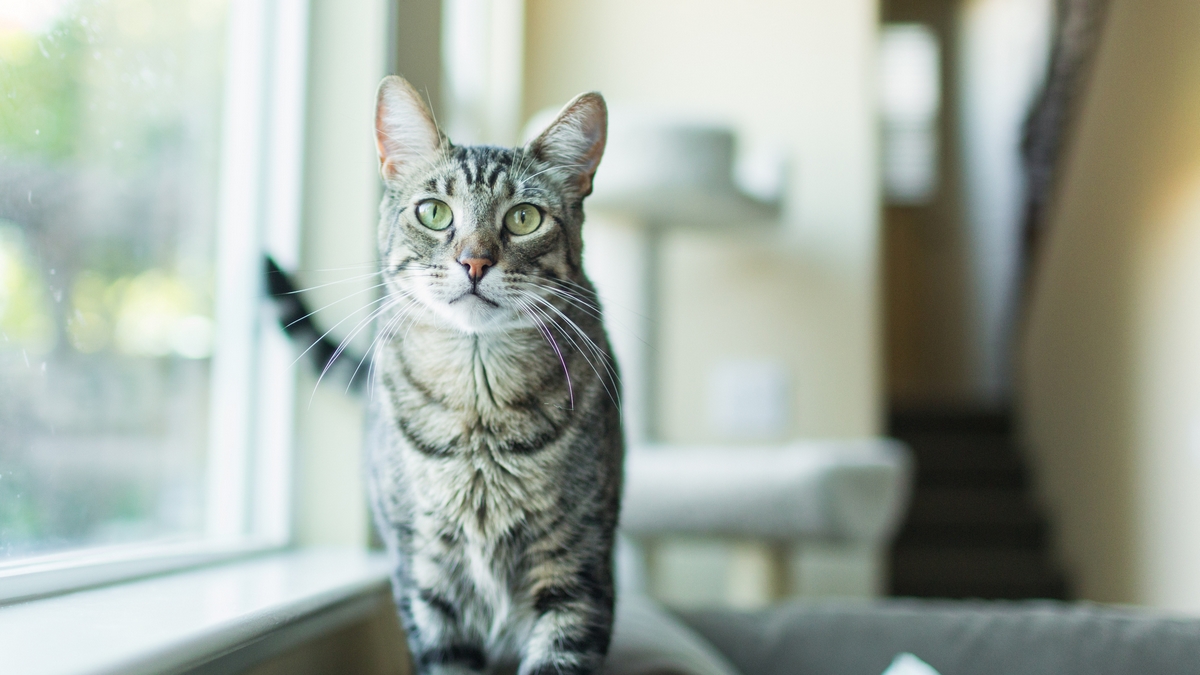 15 Ways To Keep Your Indoor Cat Happy And Occupied