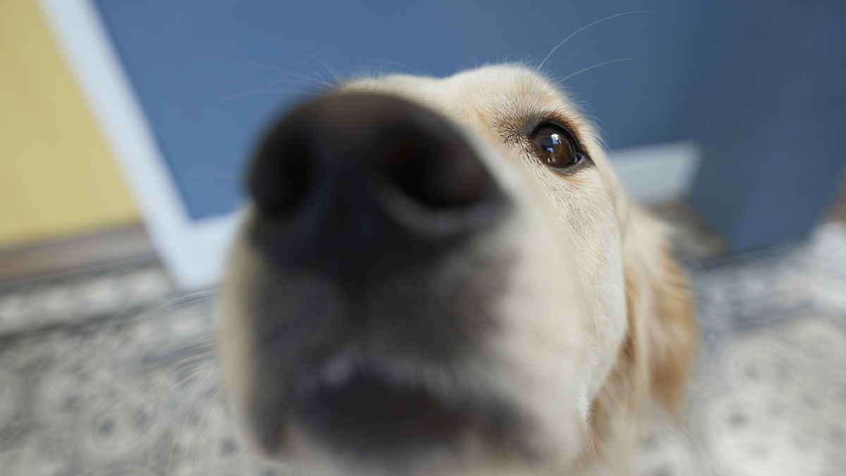 Dogs Can Hear and Smell Even Further Than You Think