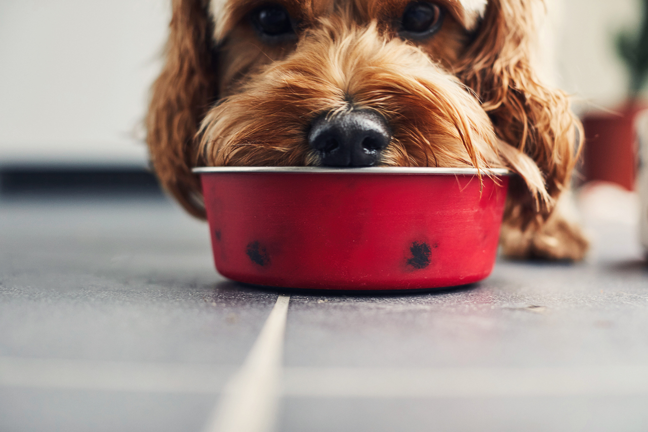 The Common Foods Dogs Can and Can't Eat [Infographic]