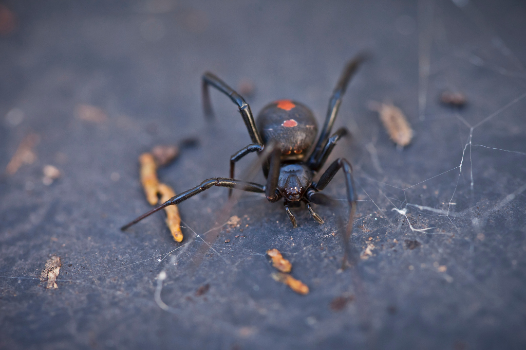 Is the Redback Spider Really That Dangerous?