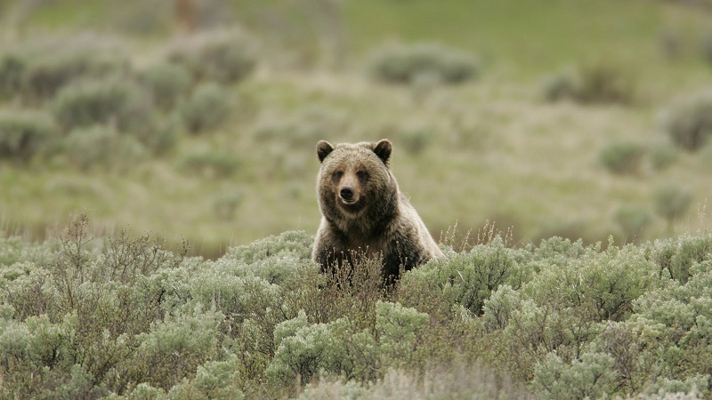 A grizzly bear. (Photo: Yellowstone National Park,   ( ( Fair Use)