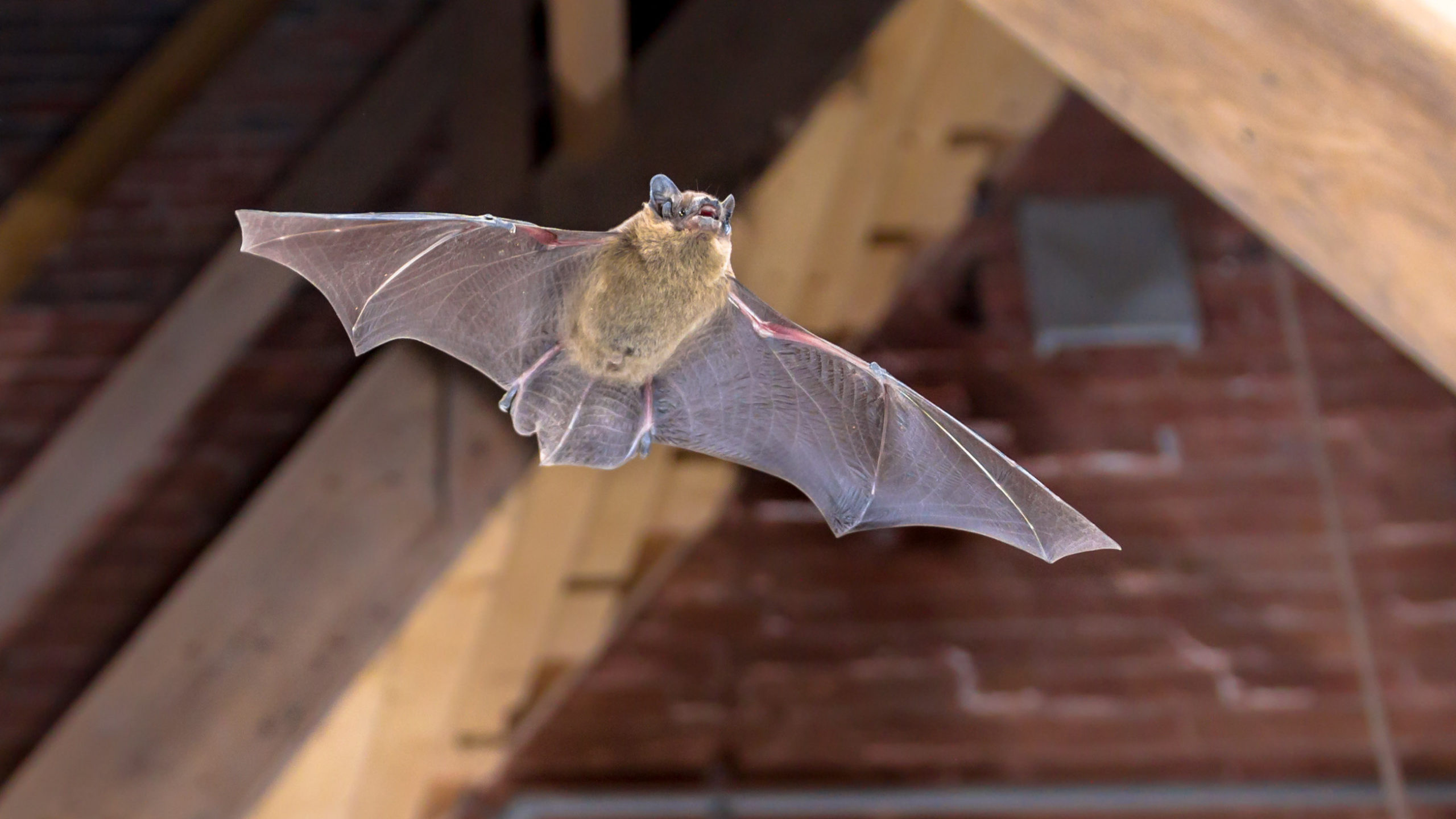 How to Quickly and Calmly Remove a Bat From Inside Your Home