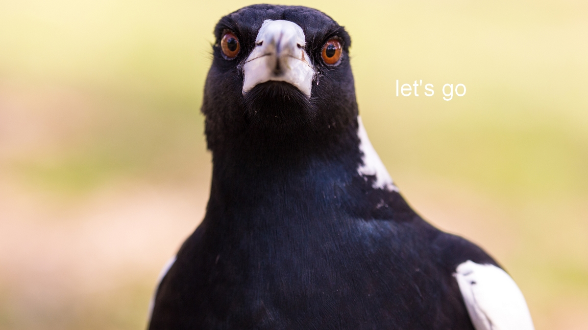 What to Do If a Magpie Swoops