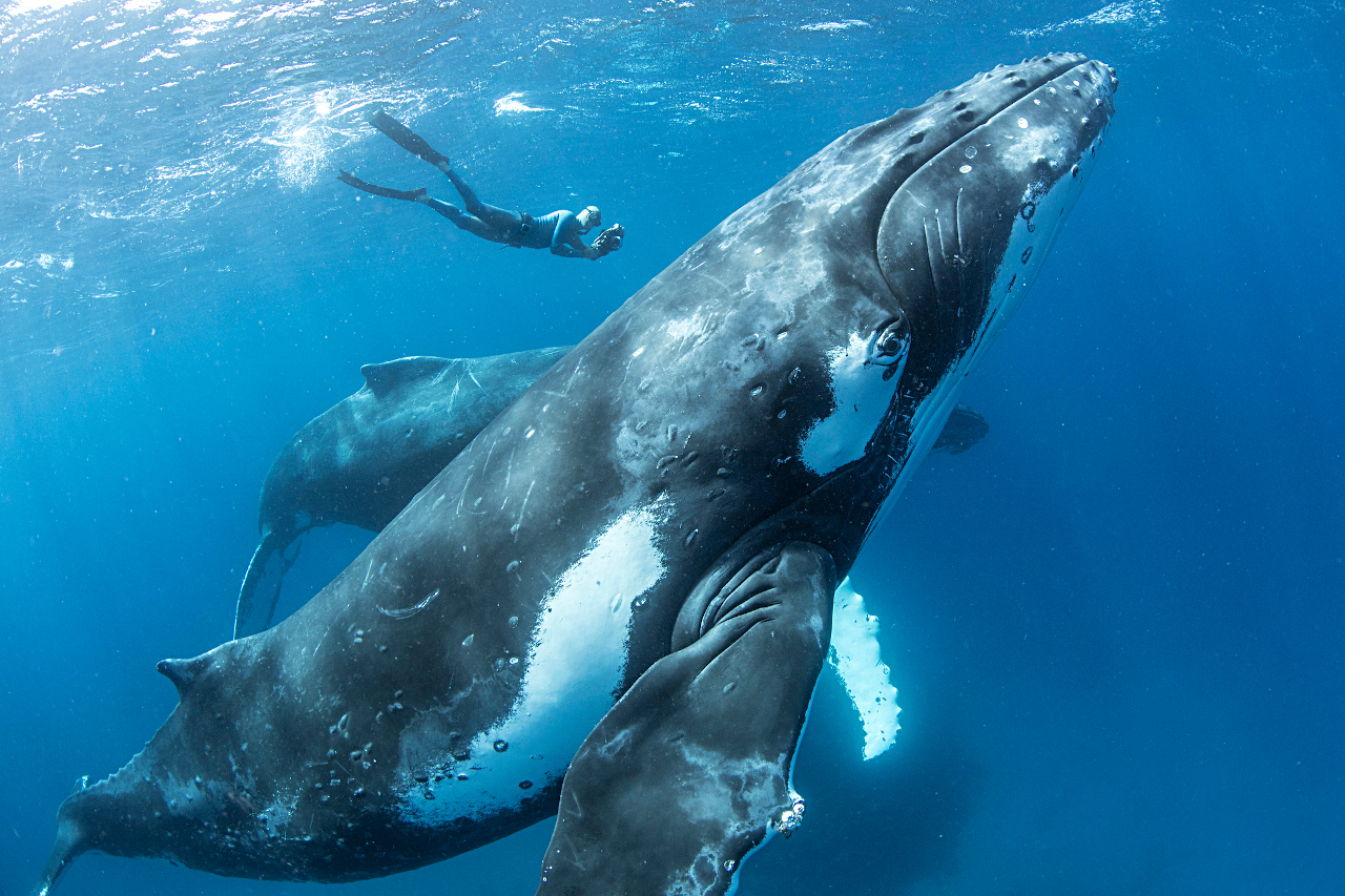How to Stay Safe When Swimming With Whales
