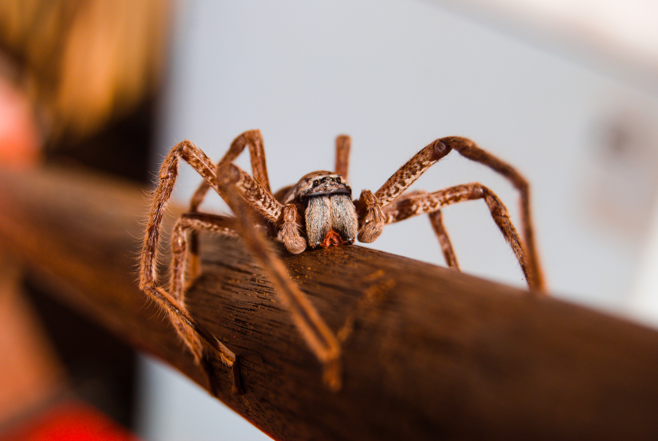 Everything You Wanted to Know About Huntsman Spiders But Were Afraid to Ask