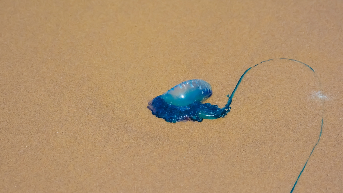 Does Peeing on a Bluebottle Sting Really Work?