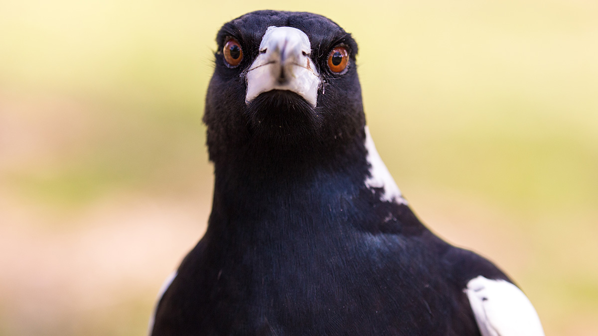 This Map Will Help You Avoid Magpies This Swooping Season