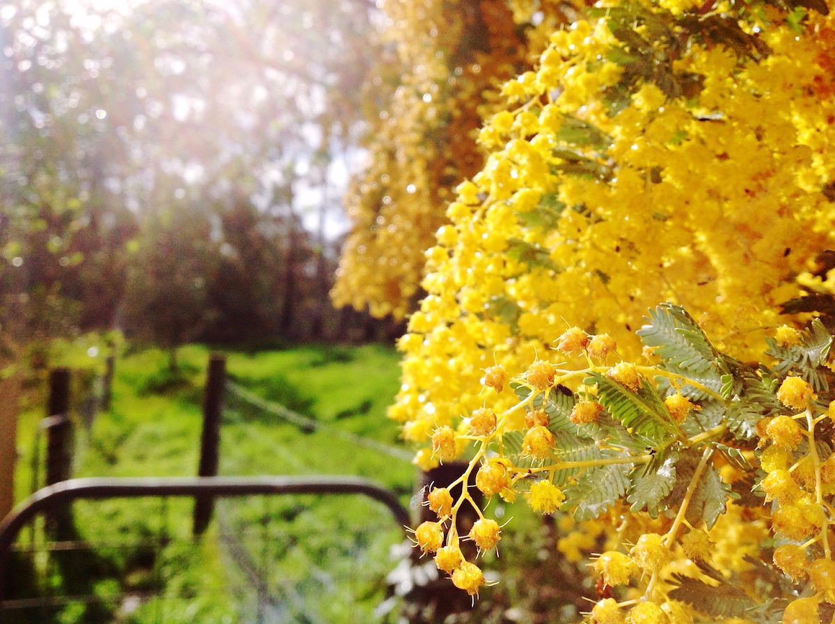 Wattle Isn’t Responsible for Your Hay Fever, Sorry