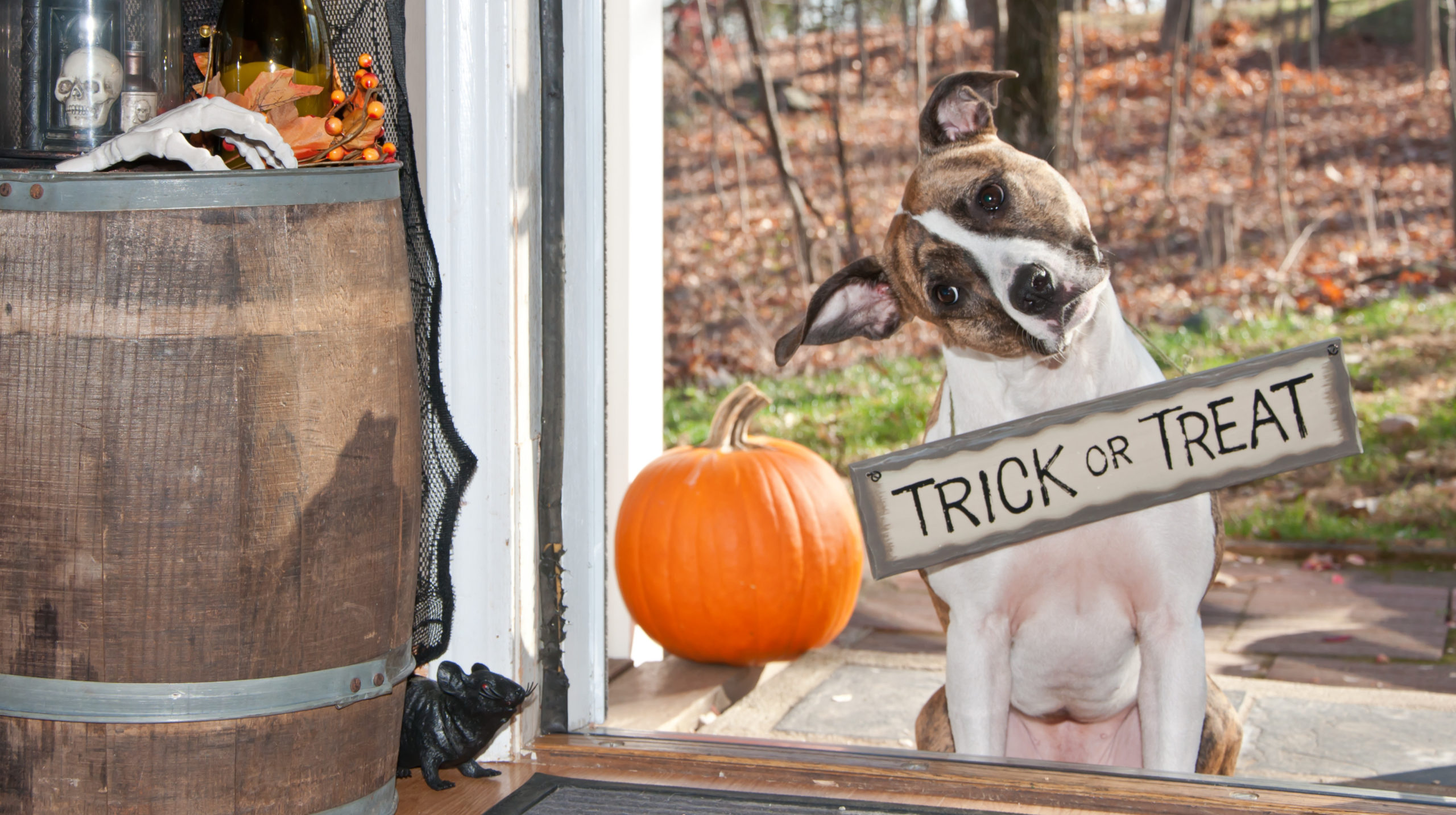 How to Keep Your Pets Safe on Halloween