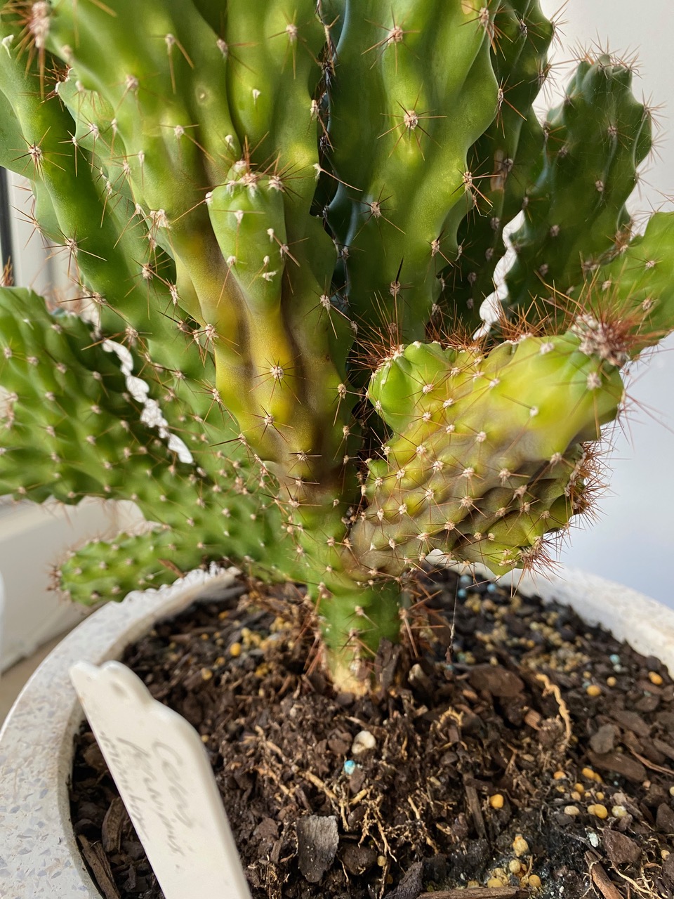 A rotten cactus