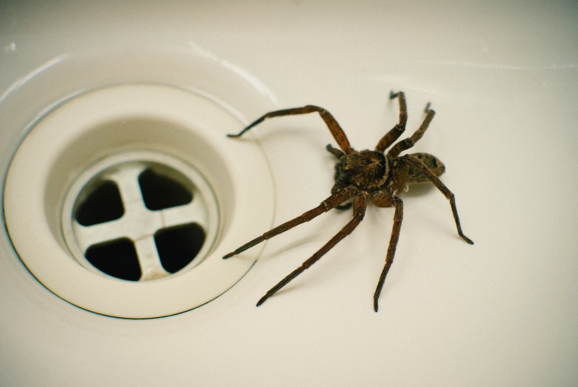 Spider Season Is Coming – These Are the Species to Be Worried About