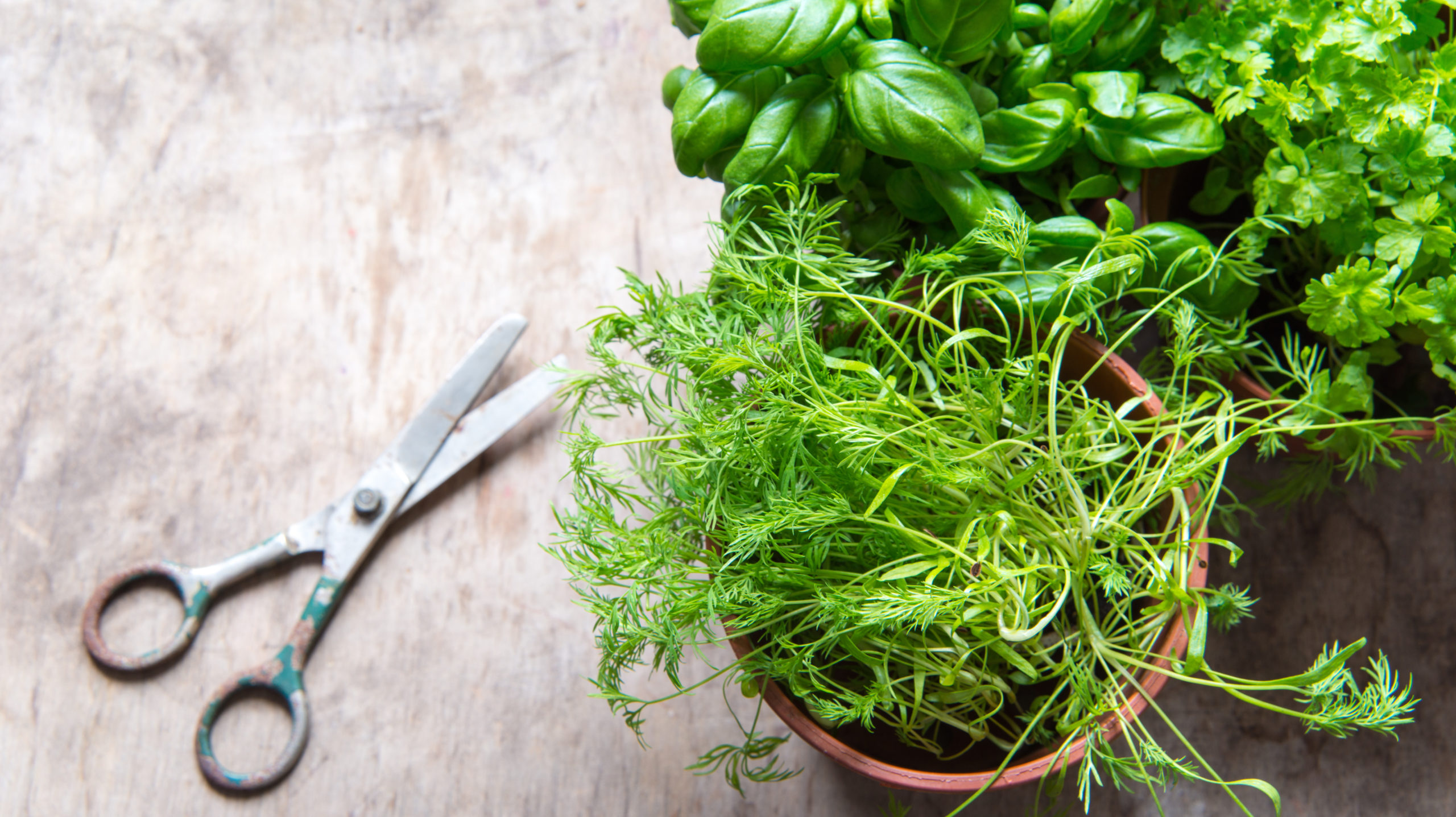Cope With Gardening Withdrawal By Starting an Indoor Herb Garden