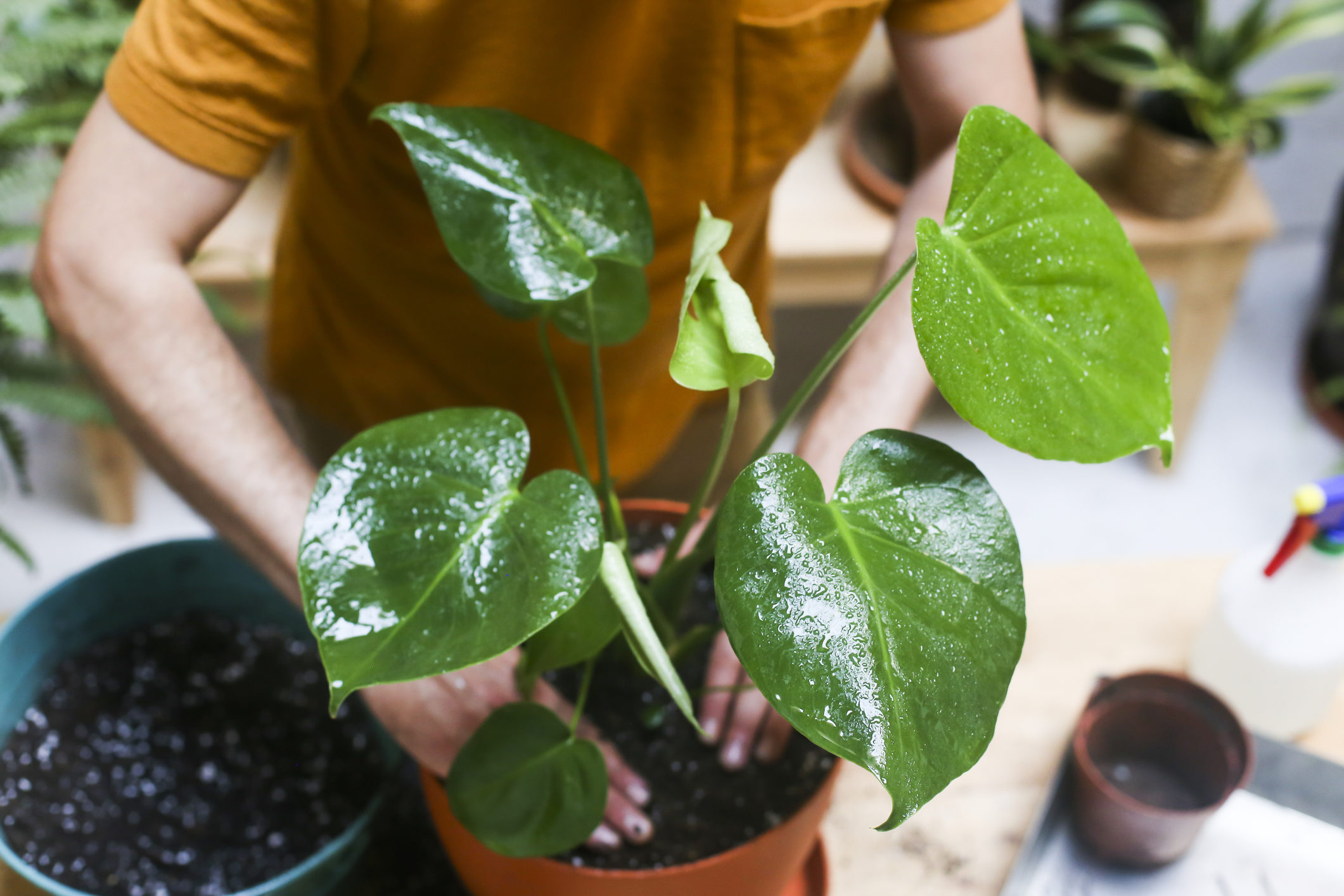 How to Know When You’re Overwatering Your Plants