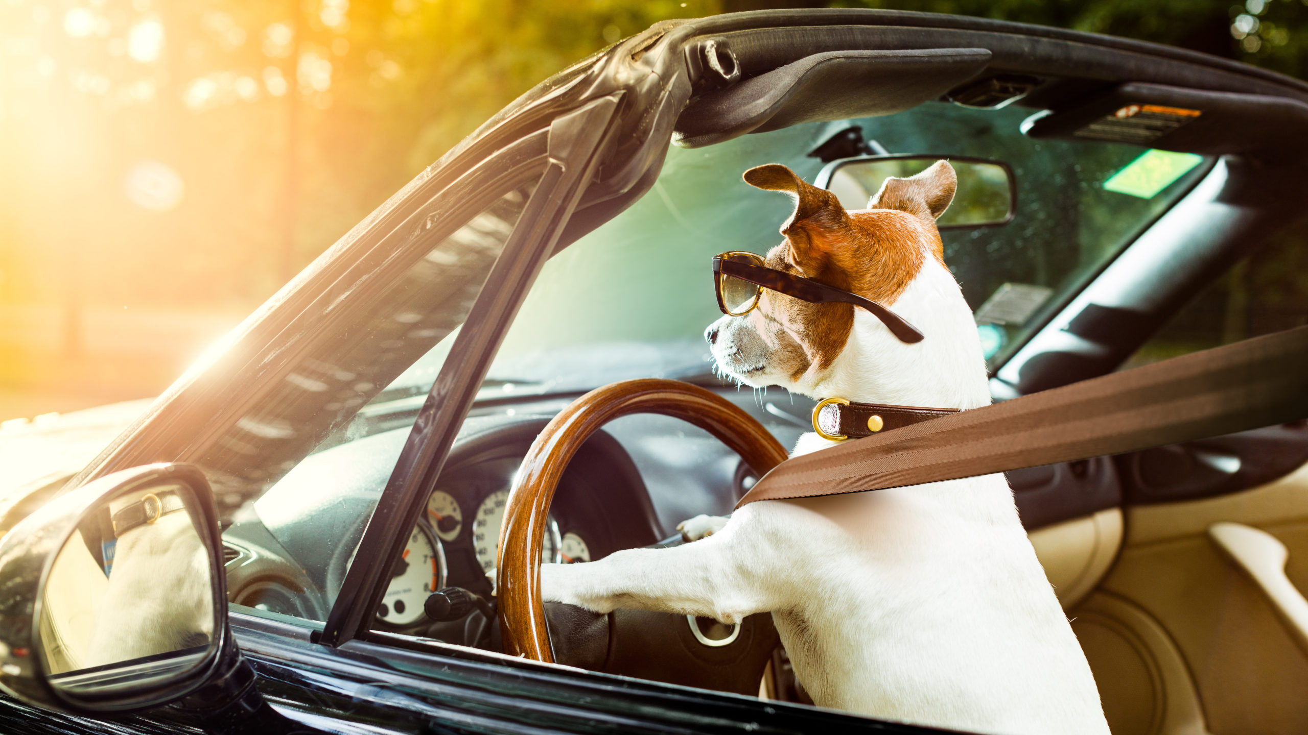 How to Safely Take Car Rides With Your Dog