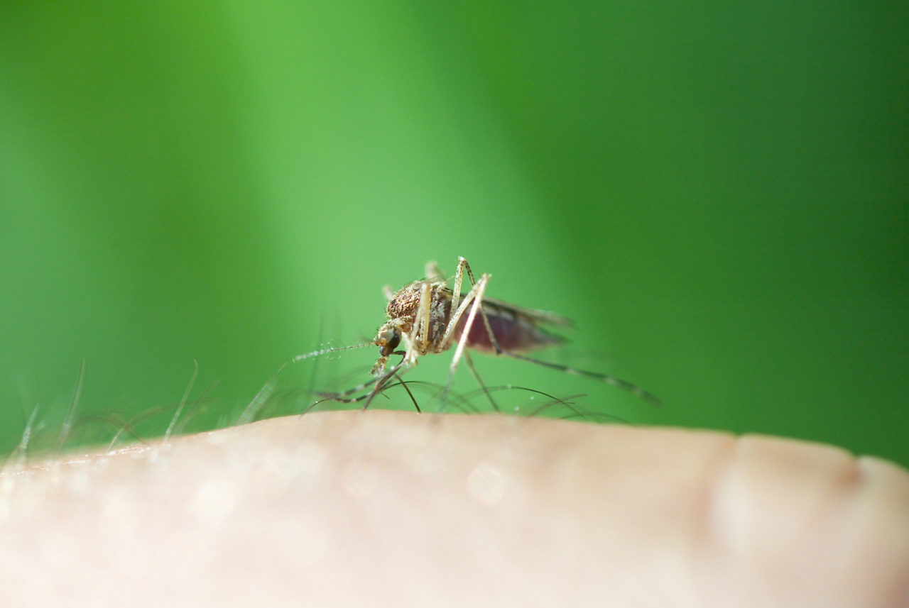 How Backyard Mozzie Bites Can Get You Sick and What You Can Do About It