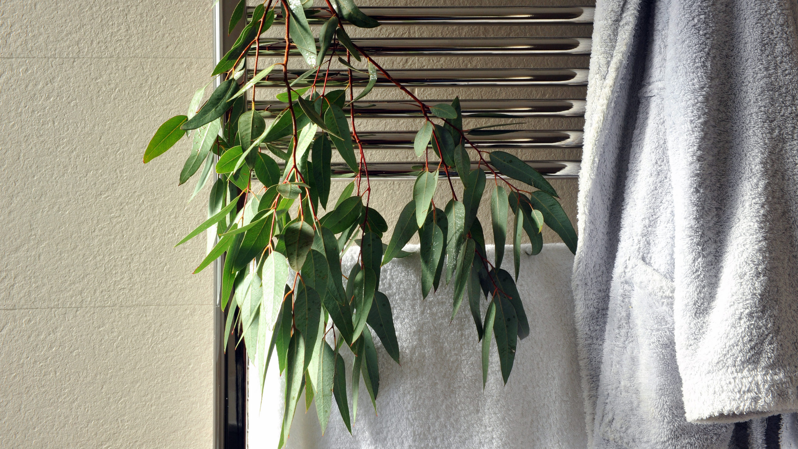 Enhance Your Shower Experience With Eucalyptus