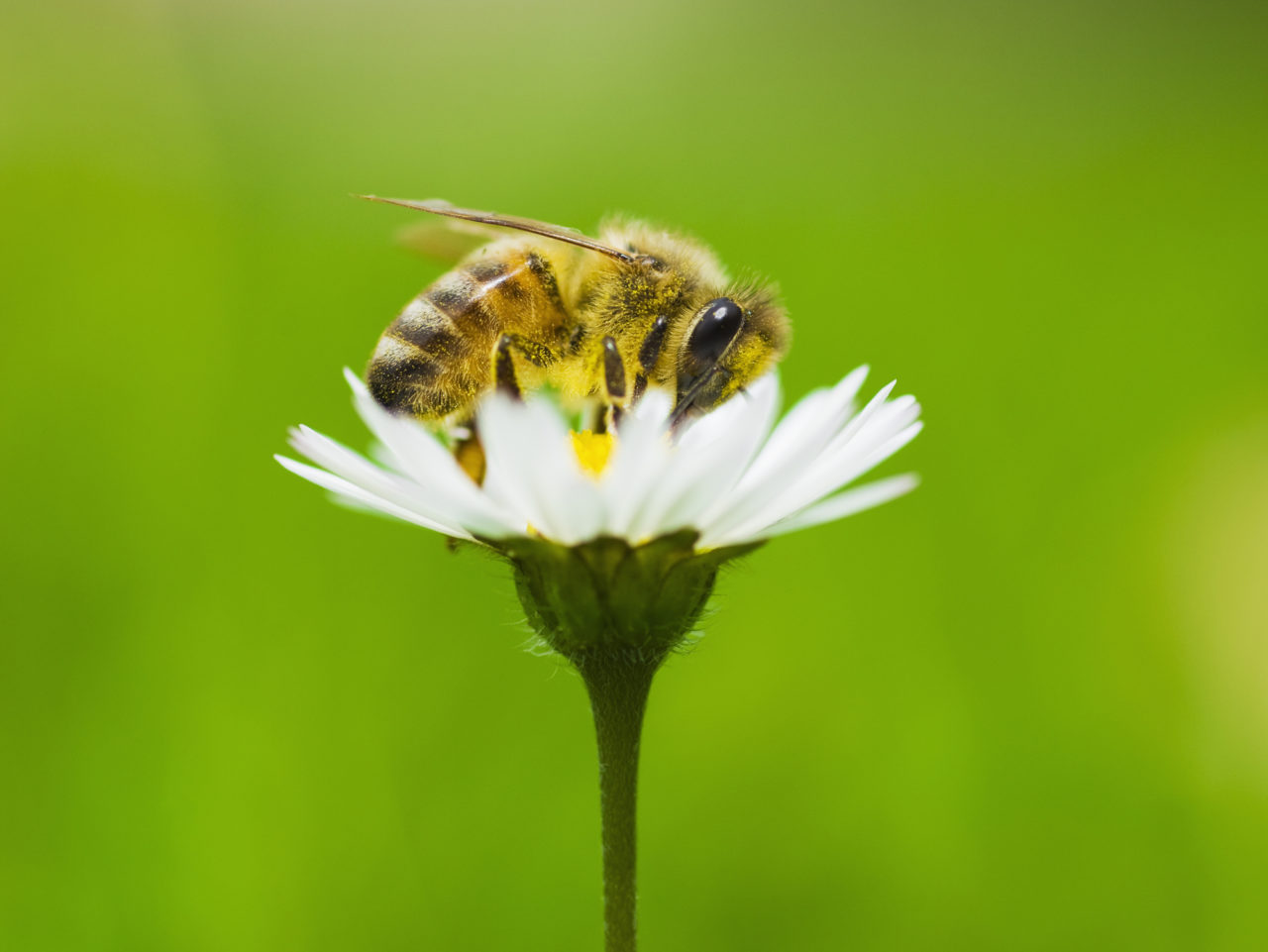 How to Avoid Getting Stung by a Bee This Summer