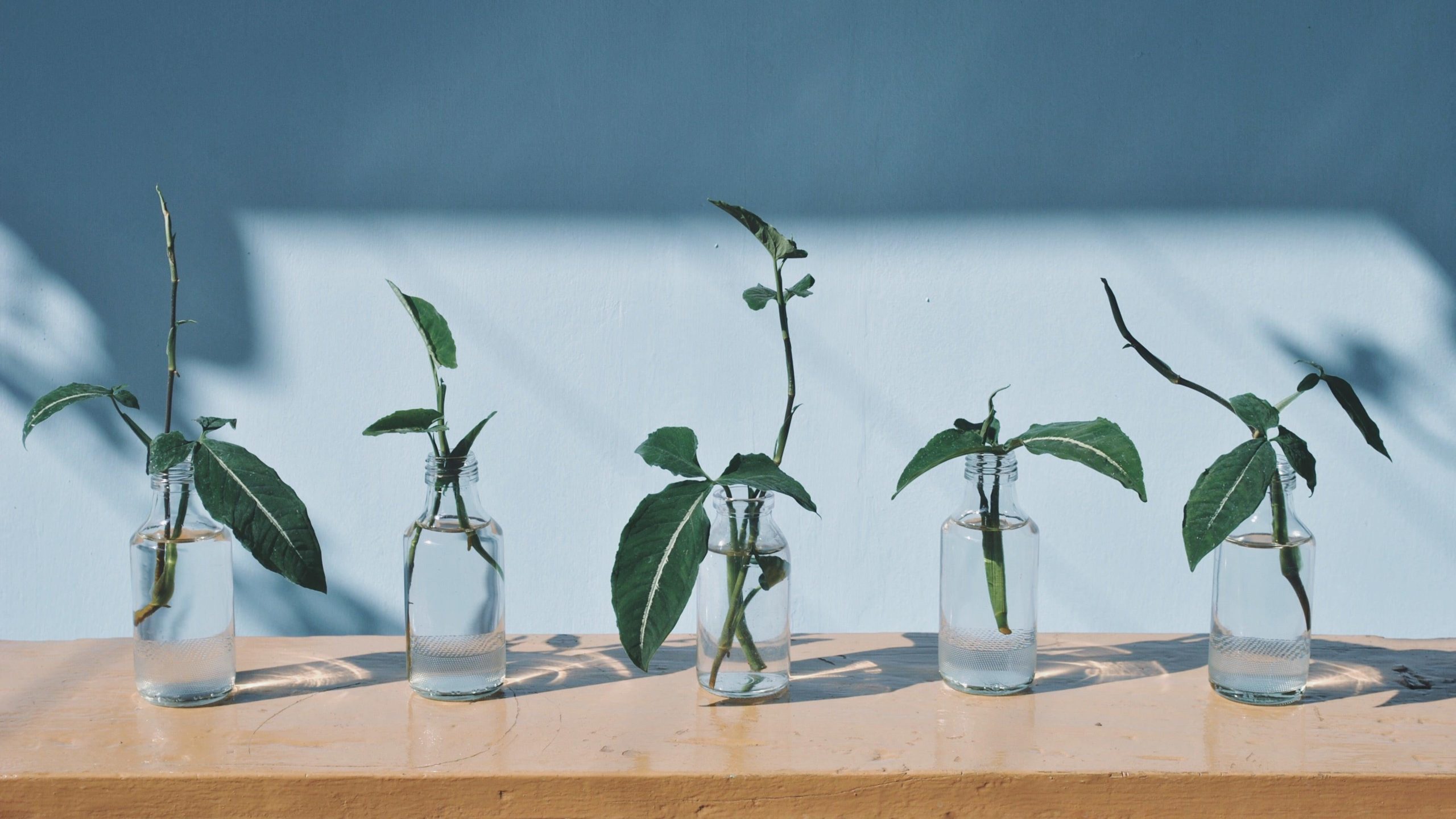 A Beginner’s Guide to Propagating Plants