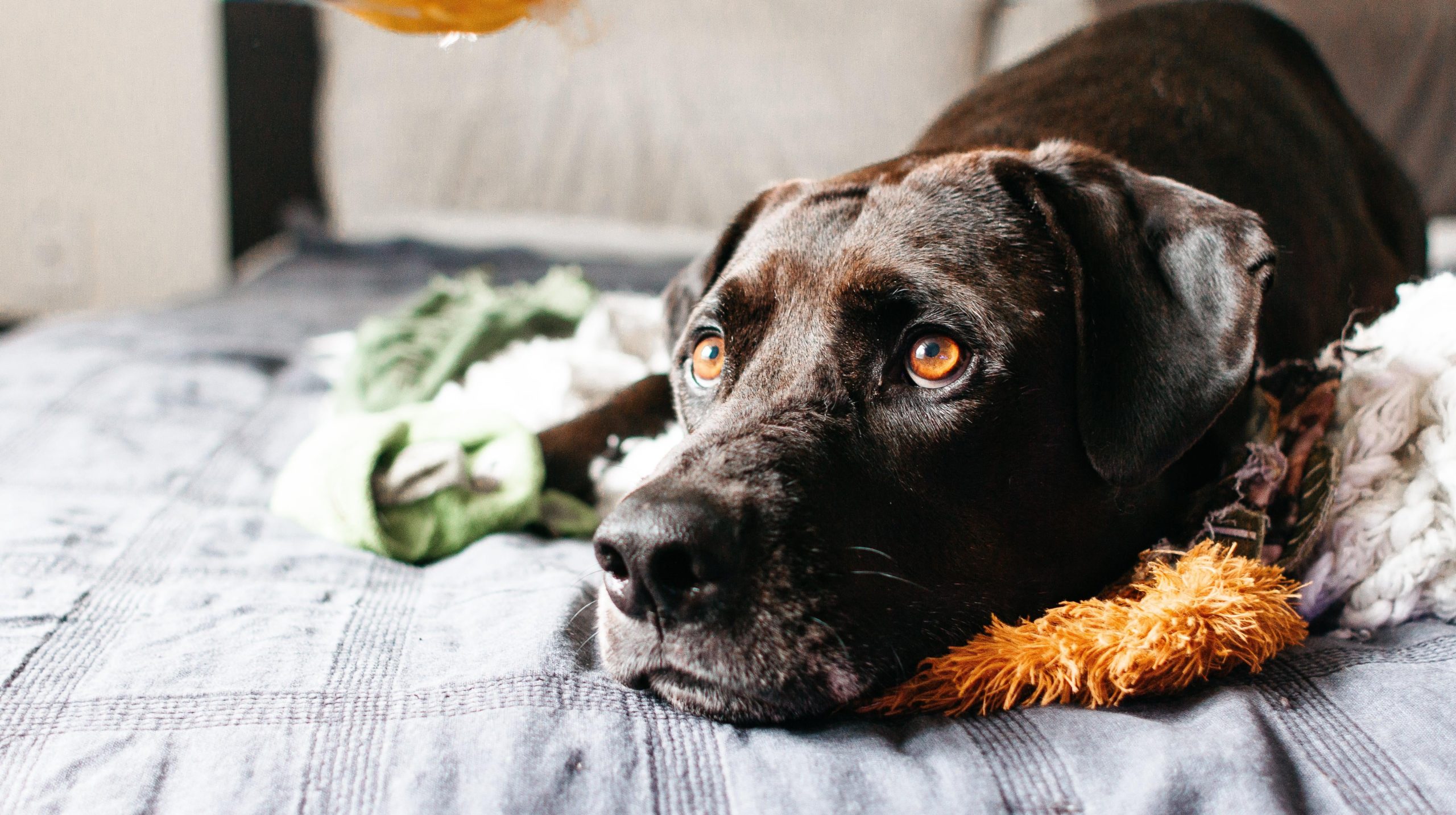 What to Do If Your Dog Suffers From Separation Anxiety