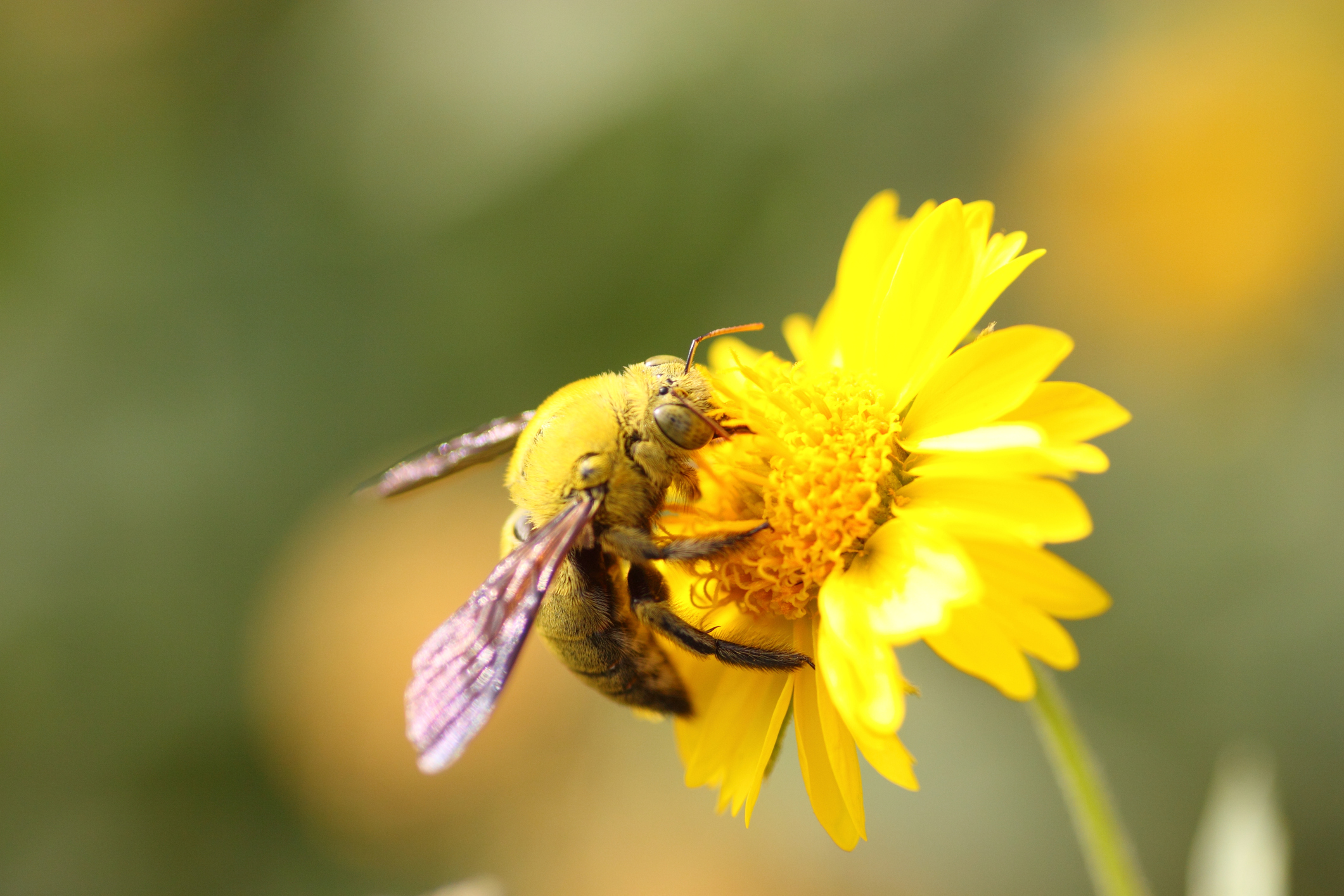 World Bee Day 2021: How To Create a Bee-Friendly Garden