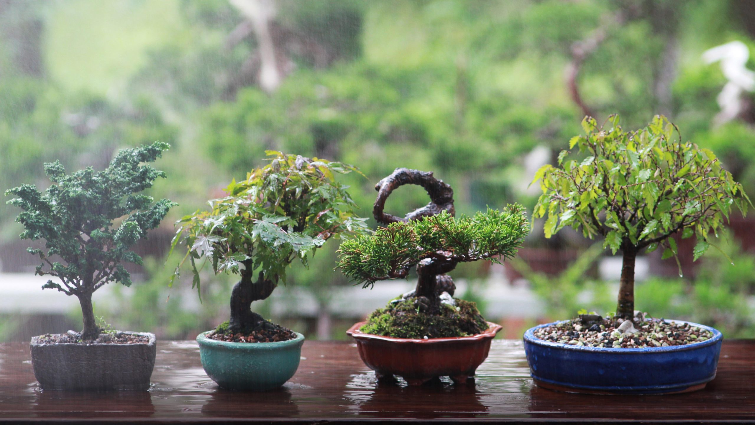How to Get Started With Bonsai Trees Without Killing Them