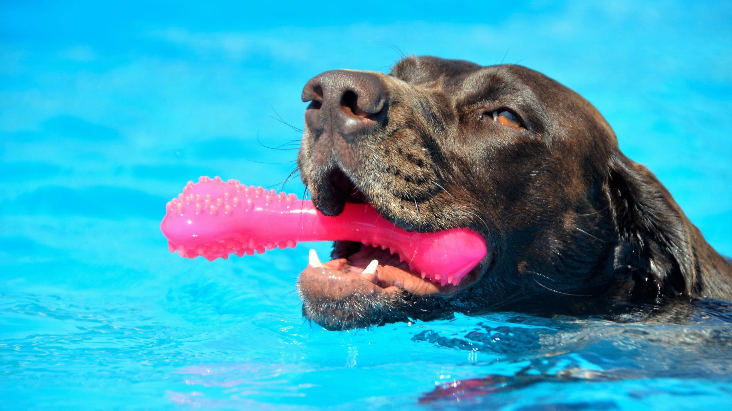 Why Pitbulls Can’t Swim, and Other Things to Know Before Taking Your Dog in the Water