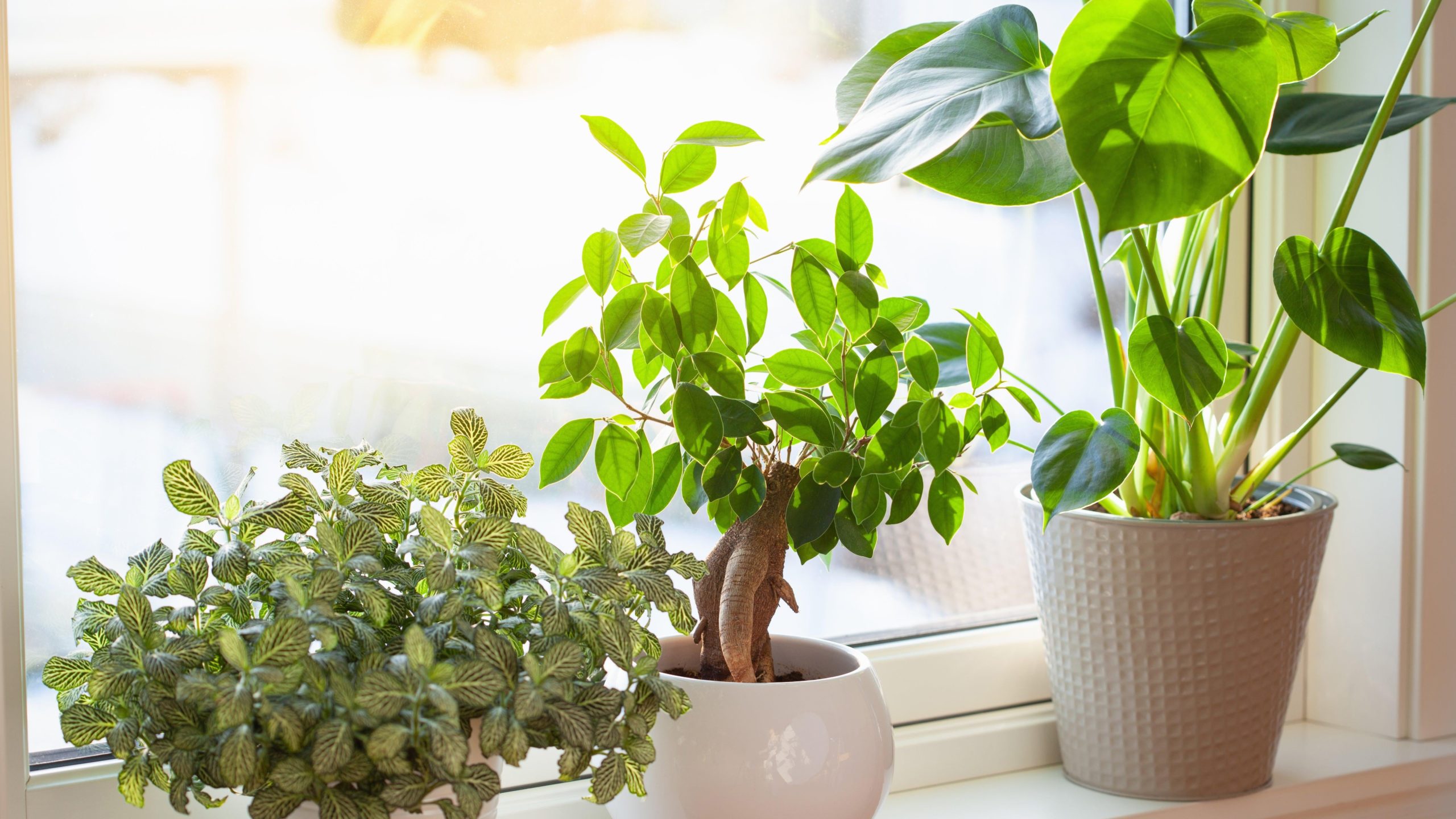 These Indoor Plants Love Direct Sunlight