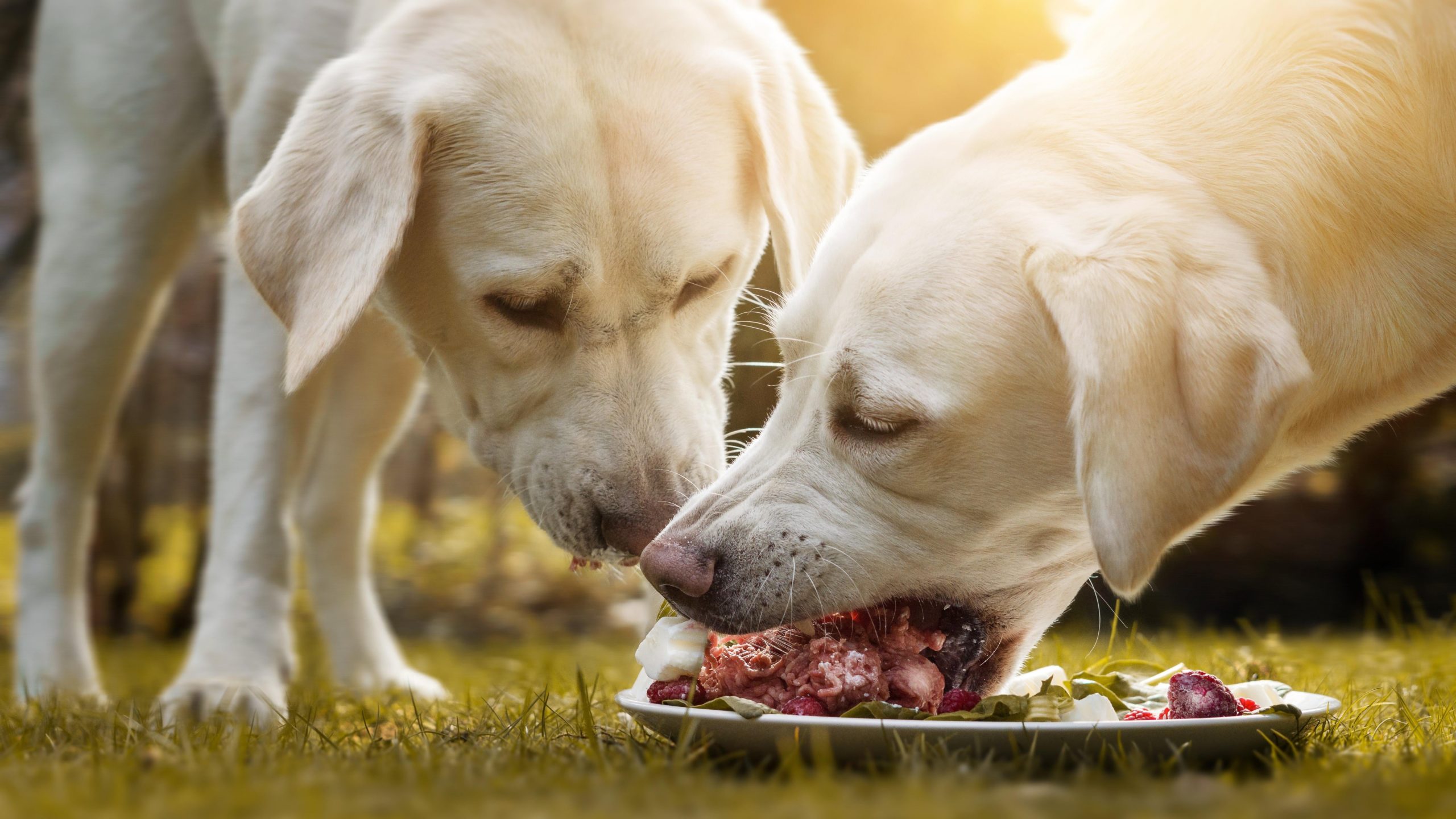 Why You Shouldn’t Feed Your Dog Raw Meat