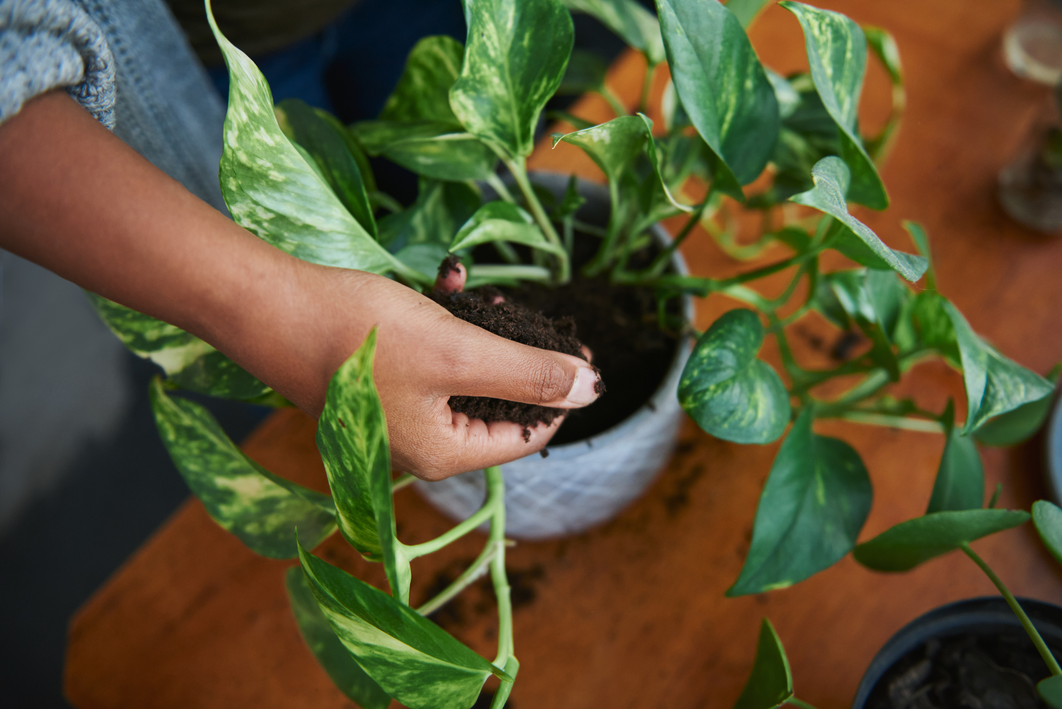 Don’t Let Your Indoor Plant Down With the Wrong Pot