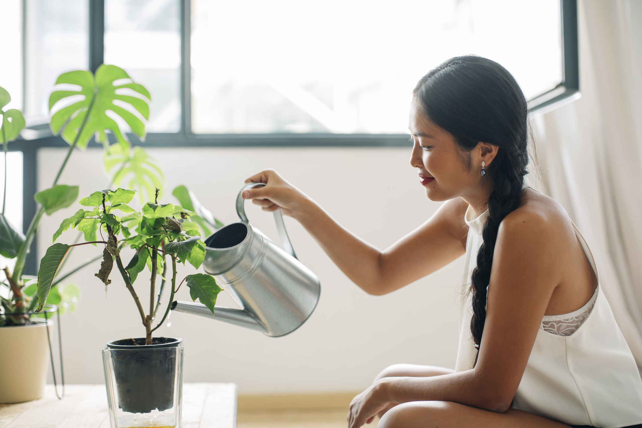 What Green Thumbs Need to Know About Shopping for Indoor Plants Online