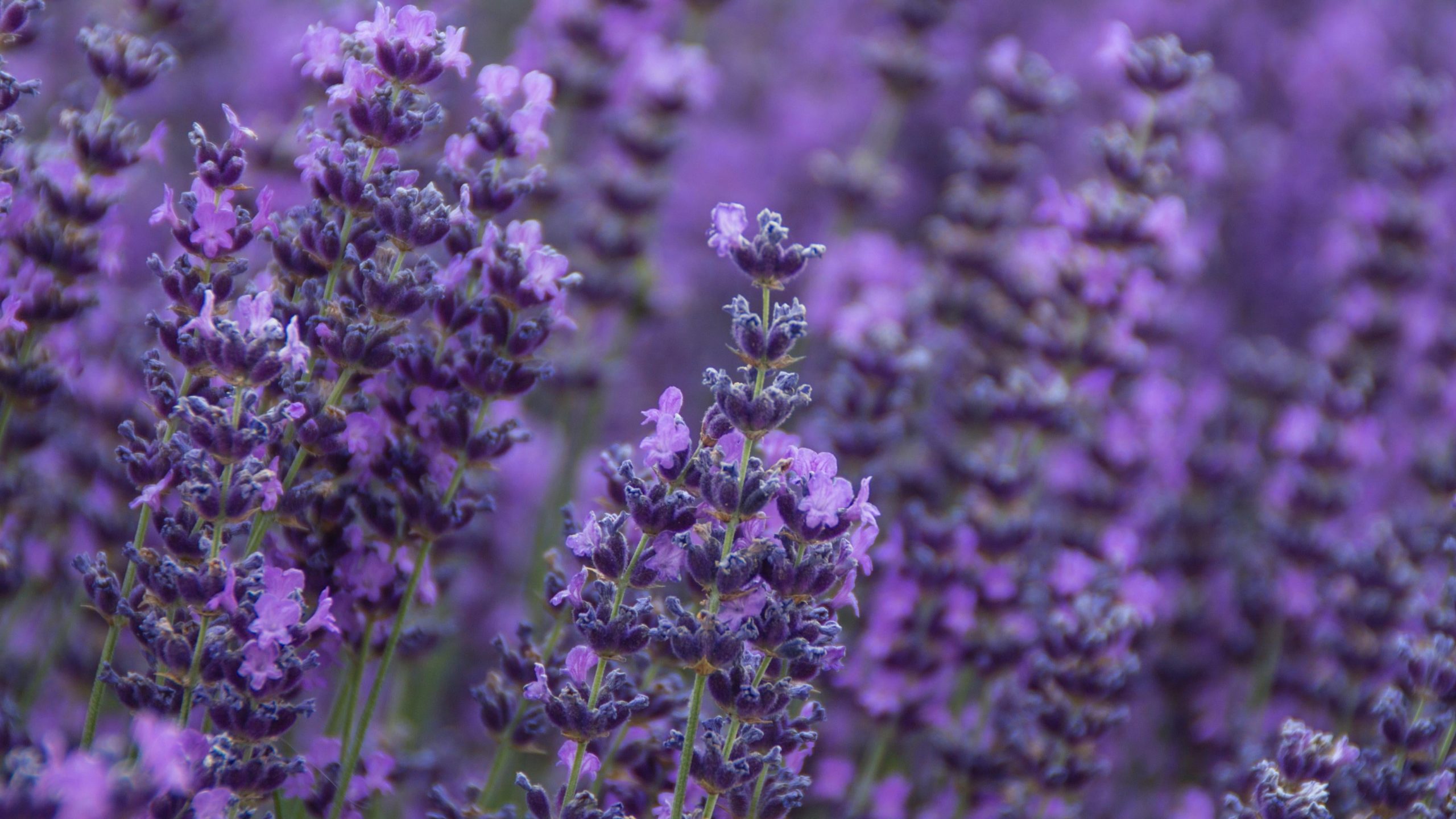 The Difference Between French and English Lavender, And Which Variety to Plant in Your Garden
