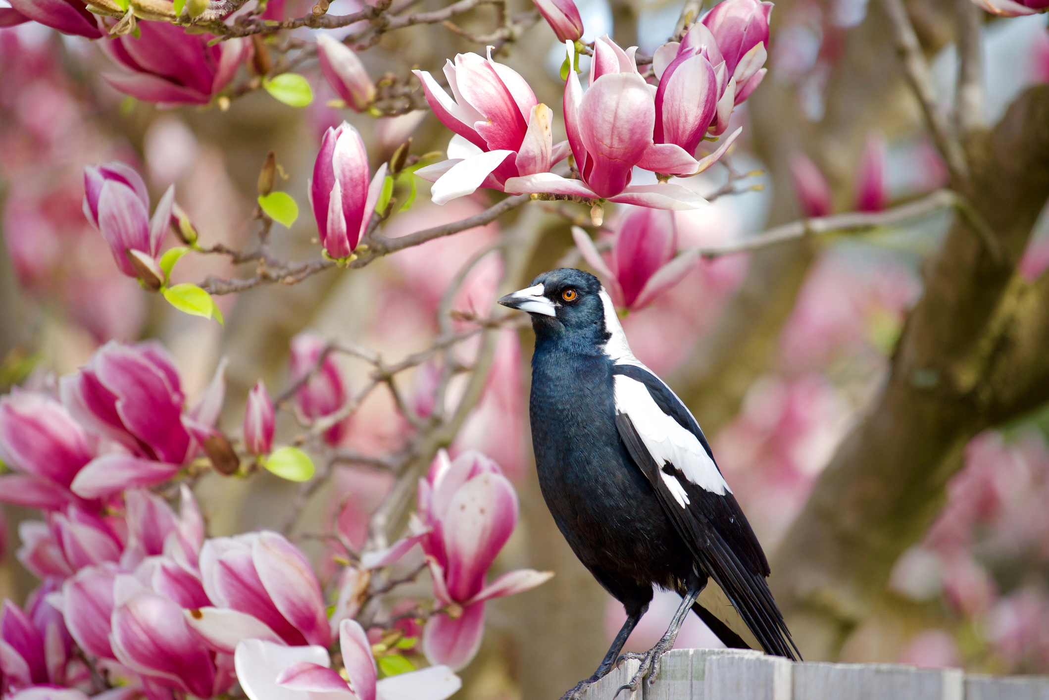 How To Befriend A Magpie