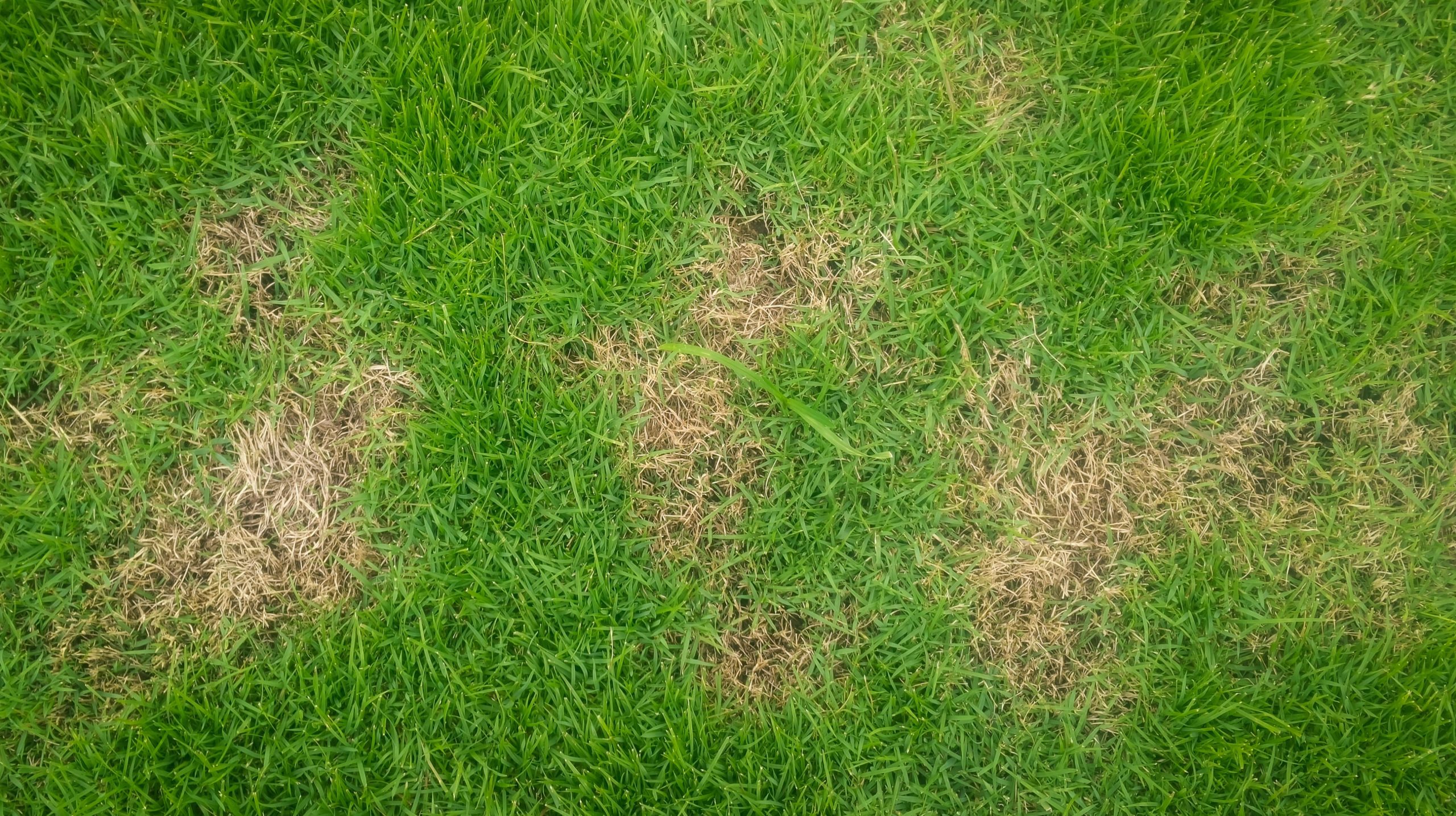 How to Patch the Dead Spots on Your Lawn