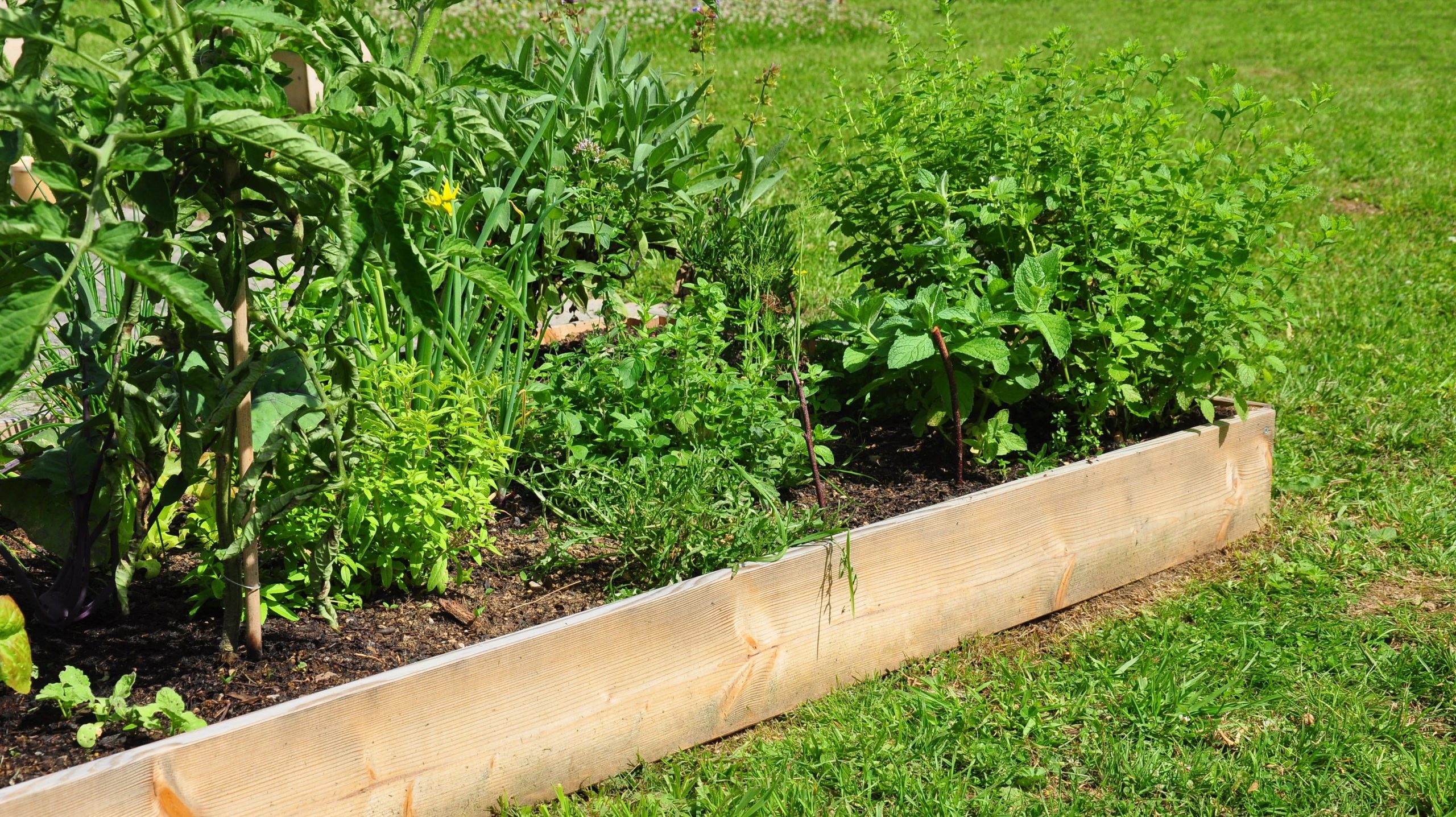 Why Raised Garden Beds Aren’t All They’re Cracked Up to Be