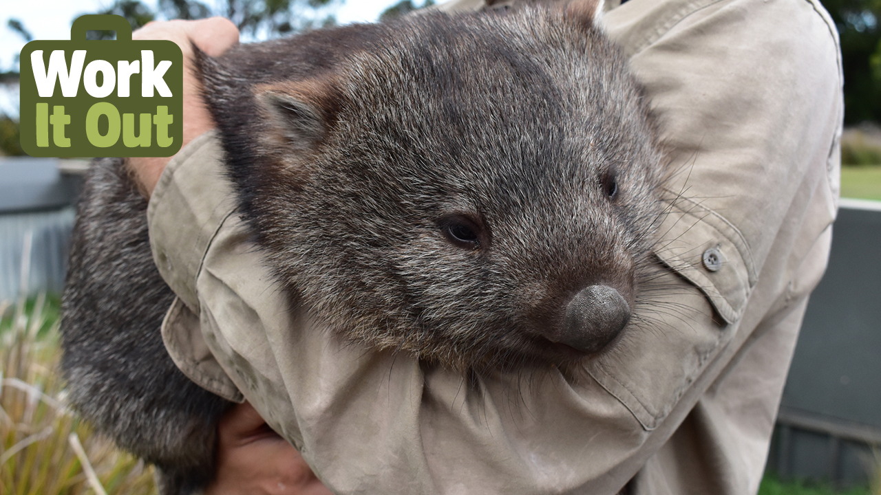 vwin德赢官方网站解决问题：在澳大利亚当一名动物园管理员的真实感受是什么